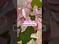 Download Lagu Trending Bougainvillea varieties #bougainvillea #naipunya
