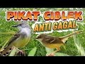 Download Lagu SUARA PIKAT BURUNG CIBLEK - ANTI GAGAL