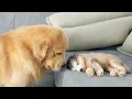 Download Lagu What Does A Golden Retriever Do When He Finds A Sleeping Malamute Puppy