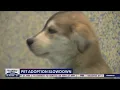Pet adoptions have slowed FOX 13 Seattle
