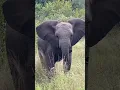 Download Lagu Loxidonta Africana
