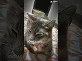 CapCut templates 🤨🤨🫢🫢 #editor #edit #capcut #template #omg #cat #shorts