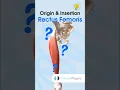 Rectus Femoris Anatomy
