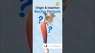 Rectus Femoris Anatomy