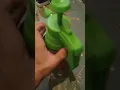 Remo Nutrients Foliar Spray