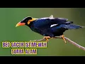 Download Lagu beo gacor istimewah, pancingan untuk beo yg malas bunyi