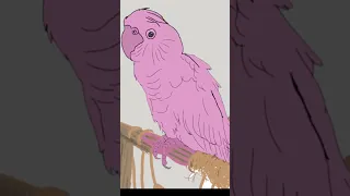      رايكم برسمي    دندنها