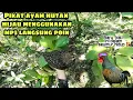 Download Lagu Tak Disangka Pikat Ayam Hutan menggunakan MP3 langsung poin||Menggunakan tekhnik Jerat Teemudah