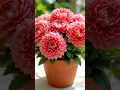 Download Lagu rose #rose​​ #flowers​​ #youtubeshorts​​ #trendingshorts​​ #shorts​​ #gardenflowers​​ #rosegarden​​