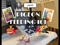 What do pigeons eat