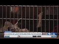 El Paso animal shelters dealing with dozens of lost pets