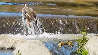 Duck Family 0509G🦆見捨てられたヒナ。母カモの葛藤…仕方なかったのかも…