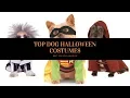 TOP 10 BEST DOG HALLOWEEN COSTUMES Amazon 2019