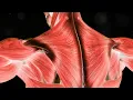 Massage Therapy Beyond the Basics