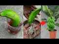 Download Lagu Grow banana tree from banana 🍌🍌🍌