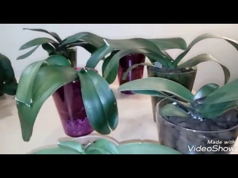 CÓMO RECUPERAR ORQUÍDEAS SIN RAÍCES Y DESHIDRATADAS (PARTE4)