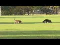 Seasonal dog off-leash program ending at 2 Boise parks Friday