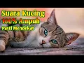 Download Lagu Suara Pikat Kucing Auto Nyamperin _ Suara Kucing Memanggil Temannya