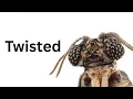 Download Lagu Stylops - An Ecological Overview Of Strepsiptera