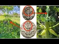 Ancient Aphrodisiacal and Cure-All Plant Rediscovered