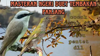 jingjing petulak dan pijantung gunung tembakan panjang dan jernih