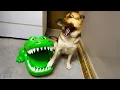 Download Lagu Over-Dramatic Animals Who Deserve an Oscar 😂 Funniest Animal Videos 2025