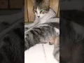 Download Lagu Beginilah mandi kucing#shorts