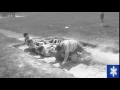 No eggs Dank Meme lel fat american vine