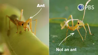 Copycats! This Ant Is Surrounded By Imposters | Deep Look
