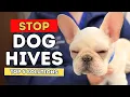 Top 5 Ways to Treat Your Dog s Hives Now