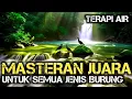 Download Lagu MASTERAN ISIAN MEWAH ROLL TEMBAK PANJANG ,Terapi Air Untuk Semua Jenis Burung ,Terapi Air
