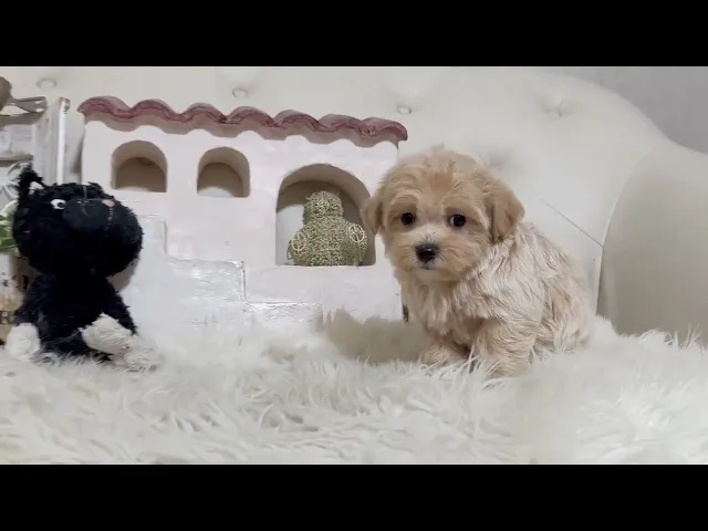 動画