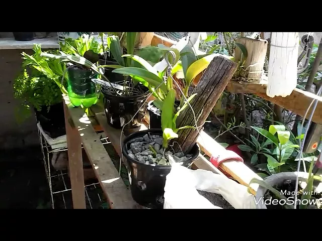 ADUBANDO AS ORQUÍDEAS COM ADUBO ORGÂNICO