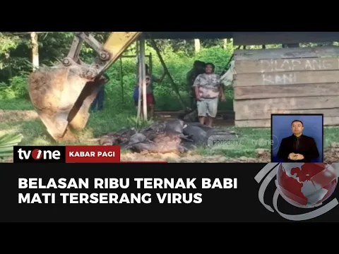 Virus African Swine Fever Merebak, Menularkah ke Manusia?
