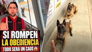 Dejó solos y sueltos a Cane Corso y Malinois por hacer sus compras 😱 