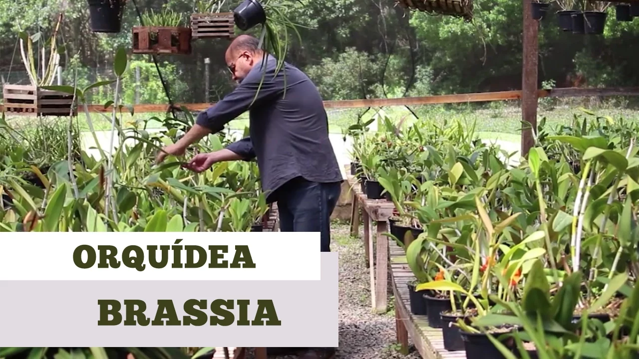 COMO CUIDAR DE ORQUIDEA BRASSIA