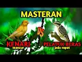 Download Lagu MASTERAN KENARI MANCUR vs PELATUK BERAS + GEMERCIK AIR