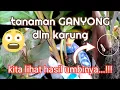Download Lagu hasil umbi ganyong yang ditanam dalam karung selama 5 bulan