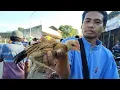 Download Lagu HARGA ANAKAN AYAM KALKUN/PELUNG UMUR 1 BULAN DI PASAR SUMPIUH