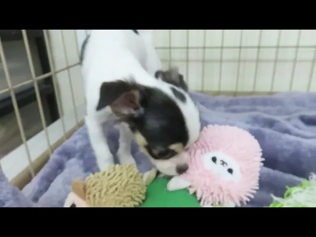 動画