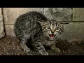 Scared feral kitten trusts a human for the first time