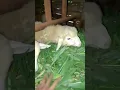 Download Lagu #shortvideo #animals #sheep #shorts #short #sheepfarming #domba #dombalucu