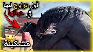 أول تزاوج ليها فحياتها مسكينة زاوجتها مع أشهر فحل خارج من القصر الملكي شهاب وحققت الأمنية ديالي 