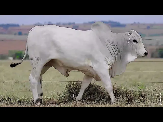 Touro Nelore ACNN - 553