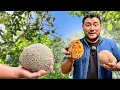 LA FRUTA MAS NOSTALGICA de los SALVADORENOS La famosa ZUNZA