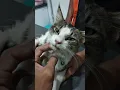 Download Lagu Kucing di infus !!