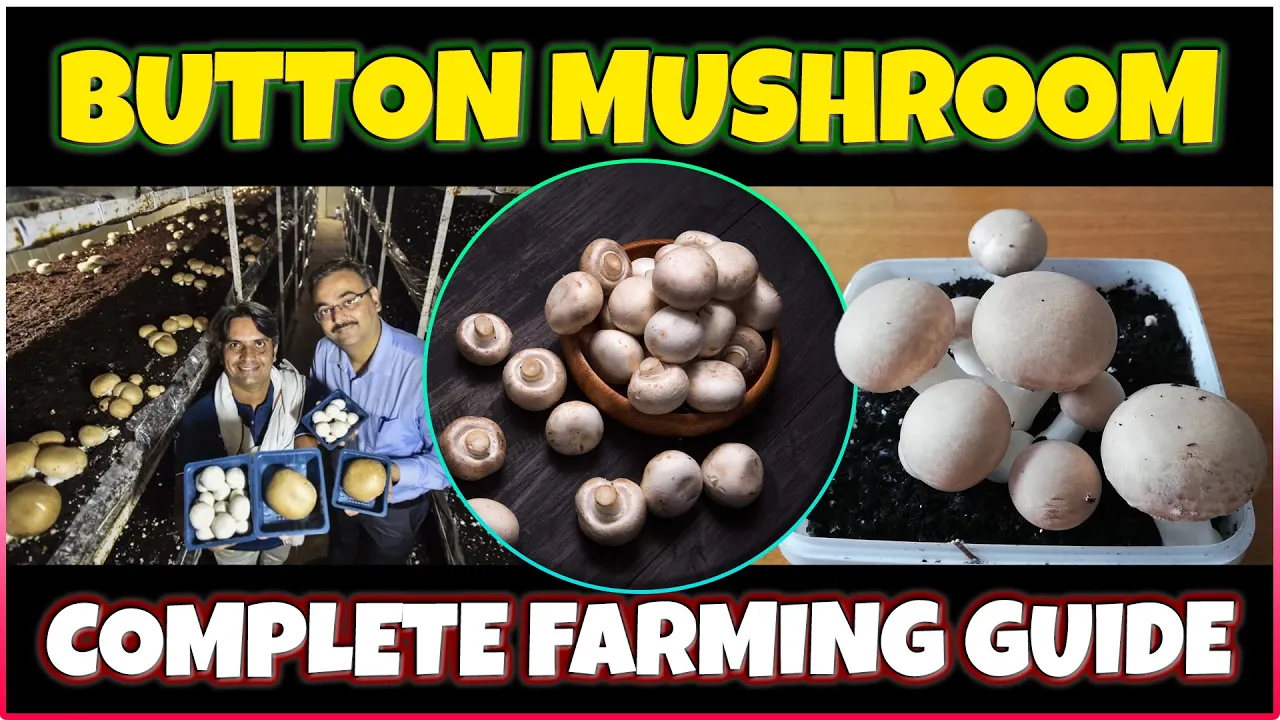 Outline Video Button Mushroom farming | How to grow Button Mushroom at Home | Button mushroom Cultivation