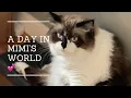 A Day in Mimi s World Her Favorite Places Nap Time Compilation