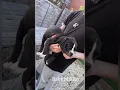 Justice for Marshall and Millions - Two Dogs Kill by Met Pollice