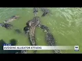 Avoiding gator attacks Glades County experts share crucial tips